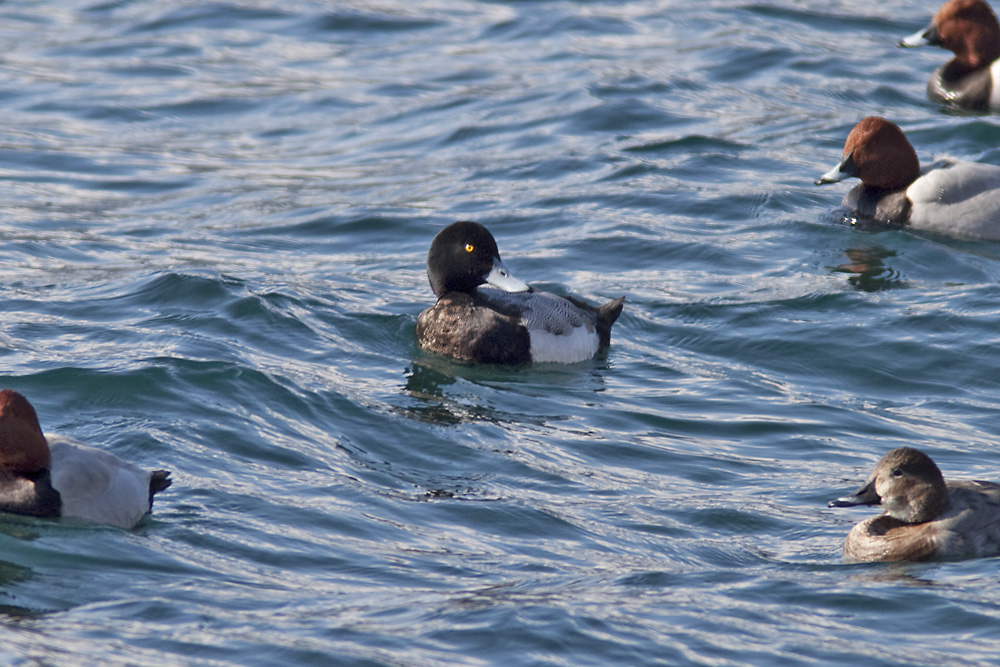 Moretta grigia • Scaup