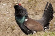 Galliformes