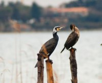 Cormorano