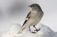 Fringuello alpino - White-winged Snowfinch