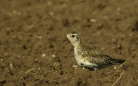 Piviere dorato Pluvialis apricaria European Golden Plover