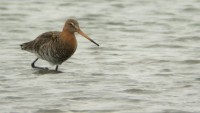 Pittima reale • Black-tailed Godwit