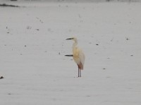 Airone bianco maggiore orientale	Casmerodius albus modestus	Eastern Great Egret