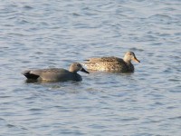 Canapiglia Mareca strepera Gadwall