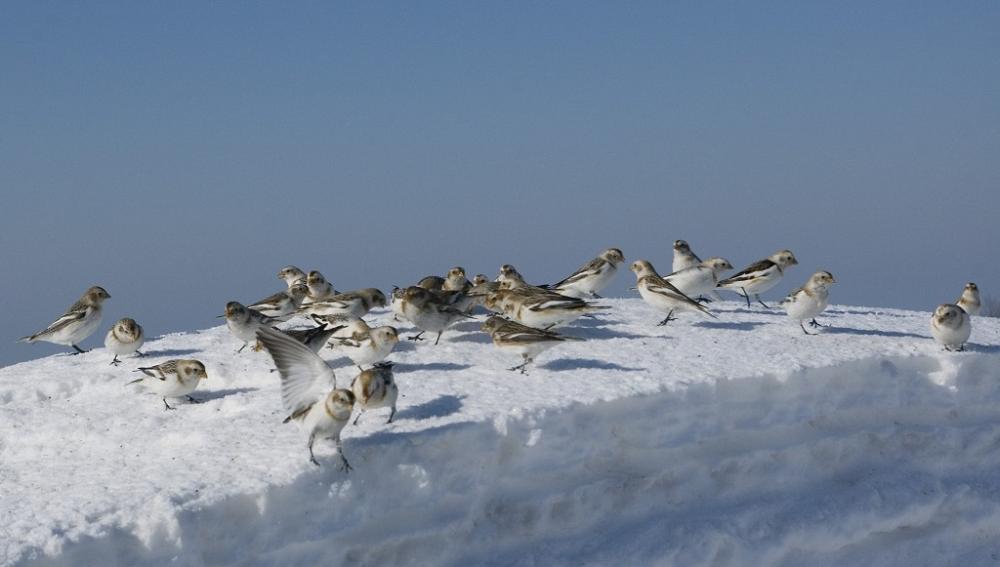 Zigolo delle nevi - Snow Bunting