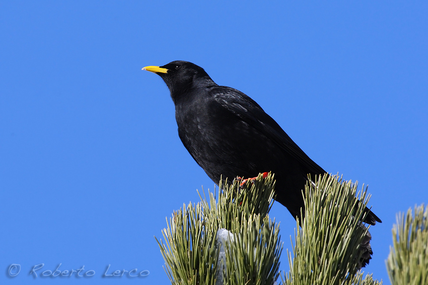 Gracchio_alpino_Pyrrhocorax_graculus12