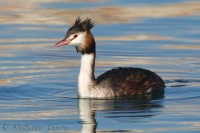 Svasso maggiore Podiceps cristatus Great Crested Grebe