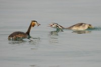 Svasso maggiore Podiceps cristatus Great Crested Grebe