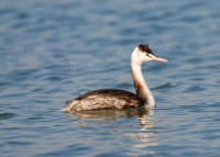 Svasso maggiore Podiceps cristatus Great Crested Grebe