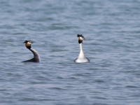 Svasso maggiore Podiceps cristatus Great Crested Grebe