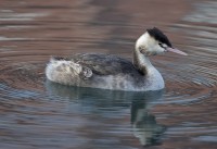 Svasso maggiore Podiceps cristatus Great Crested Grebe