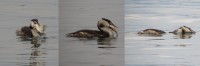 Svasso maggiore Podiceps cristatus Great Crested Grebe