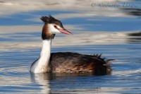 Svasso maggiore Podiceps cristatus Great Crested Grebe