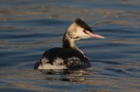Svasso maggiore Podiceps cristatus Great Crested Grebe