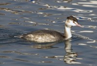 Svasso maggiore Podiceps cristatus Great Crested Grebe