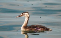 Svasso maggiore Podiceps cristatus Great Crested Grebe