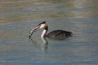 Svasso maggiore Podiceps cristatus Great Crested Grebe