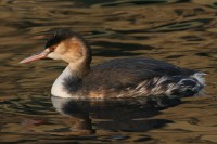 Svasso maggiore Podiceps cristatus Great Crested Grebe