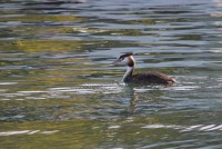 Svasso maggiore Podiceps cristatus Great Crested Grebe
