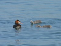 Svasso maggiore Podiceps cristatus Great Crested Grebe