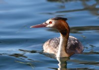 Svasso maggiore Podiceps cristatus Great Crested Grebe