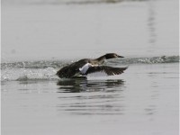 Svasso maggiore Podiceps cristatus Great Crested Grebe