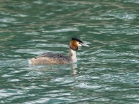 Svasso maggiore Podiceps cristatus Great Crested Grebe