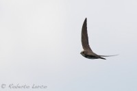 Rondone_maggiore_Apus_melba_Alpine_swift