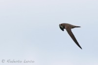 Rondone_maggiore_Apus_melba_Alpine_swift1