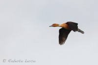 Dendrocigna_fulva_Dendrocygna_bicolor_Fulvous_Whistling-Duck1