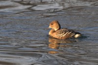 Dendrocigna fulva Dendrocygna bicolor Fulvous Whistling-Duck