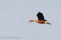 Dendrocigna_fulva_Dendrocygna_bicolor_Fulvous_Whistling-Duck2