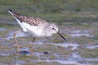 Albastrello Tringa stagnatilis Marsh Sandpiper