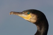Suliformes