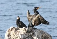 cormorano02.jpg