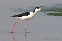 Italia_Himantopus_himantopus_Black-winged_Stilt1