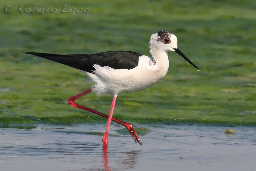 Italia_Himantopus_himantopus_Black-winged_Stilt