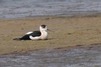 Italia_Himantopus_himantopus_Black-winged_Stilt2