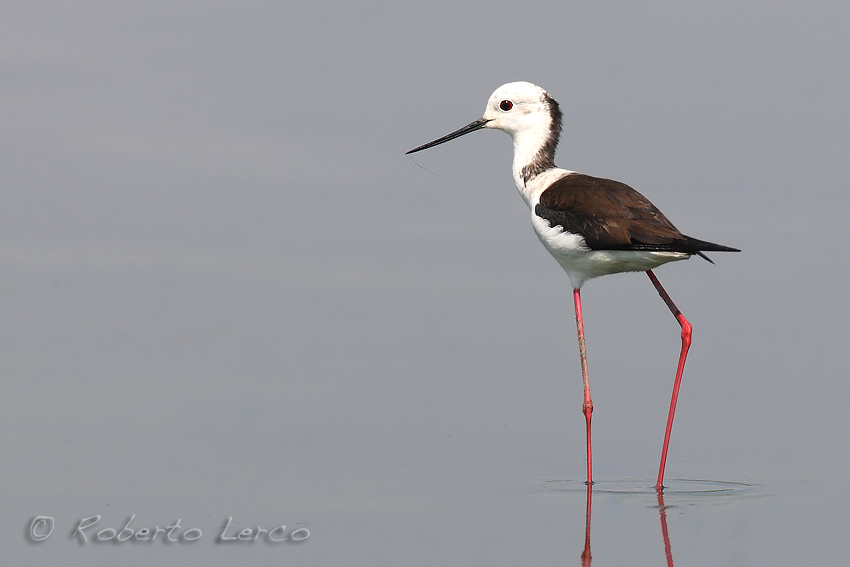 Italia_Himantopus_himantopus_Black-winged_Stilt3