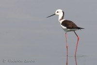 Italia_Himantopus_himantopus_Black-winged_Stilt3