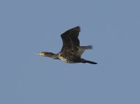 cormorano03.jpg