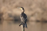 cormorano05.jpg