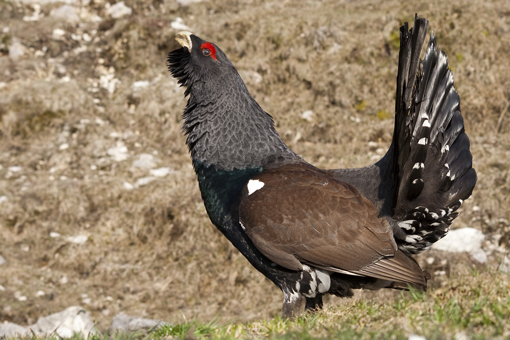 Gallo cedrone - Capercaillie