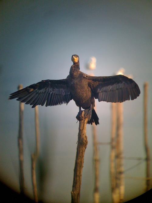 Cormorano