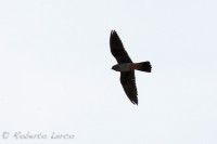 Falco_cuculo_Falco_vespertinus_Red-footed_Falcon