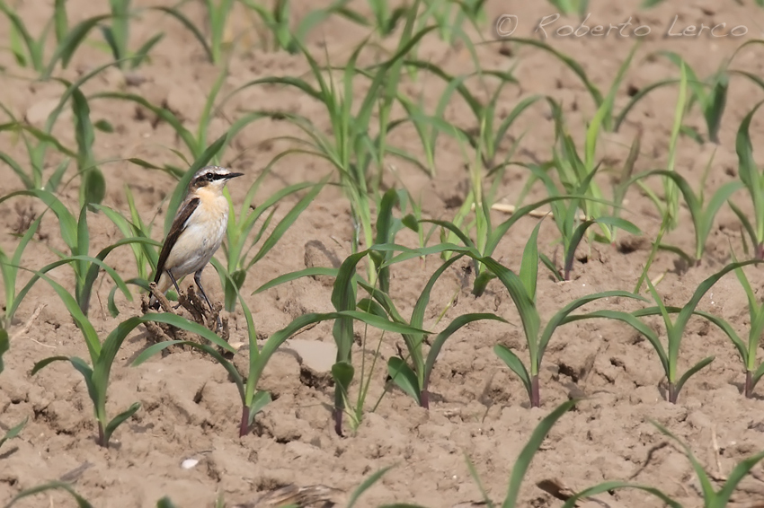 Culbianco_Wheatear3