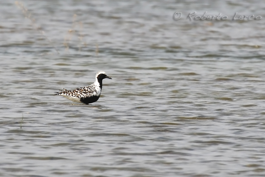 Pivieressa_Pluvialis_squatarola_Grey_Plover1