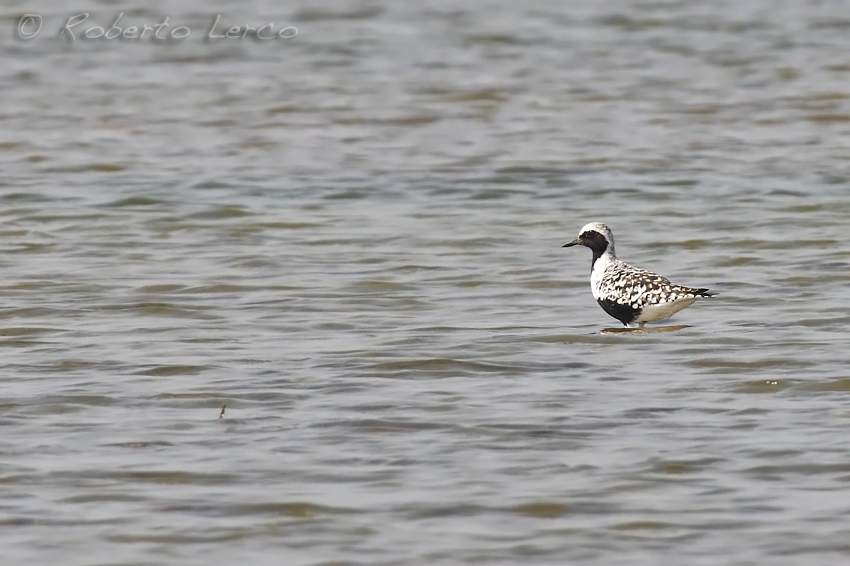 Pivieressa • Grey Plover