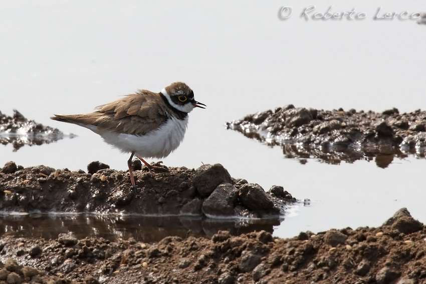 Corriere_piccolo_Charadrius_dubius_Little_Ringed_Plover