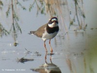 Corriere grosso	Charadrius hiaticula Ringed Plover